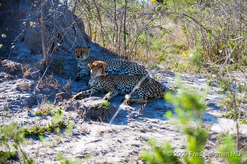 20090618_091523 D3 (1) X1.jpg - Cheetah at Selinda Spillway (Hunda Island) Botswana